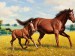 Horse-Wallpapers-500x375