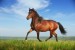 beautiful-running-horse
